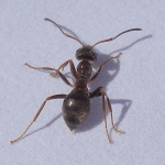Ant