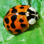 Asian Beetle