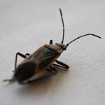 Box Elder Bug
