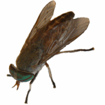 Fly