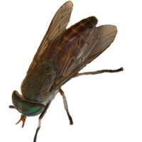 Fly